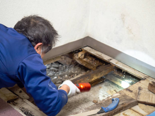 Best Home Mold Removal  in Farmville, NC