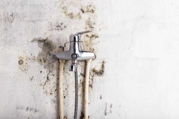  Farmville, NC Mold Removal Pros