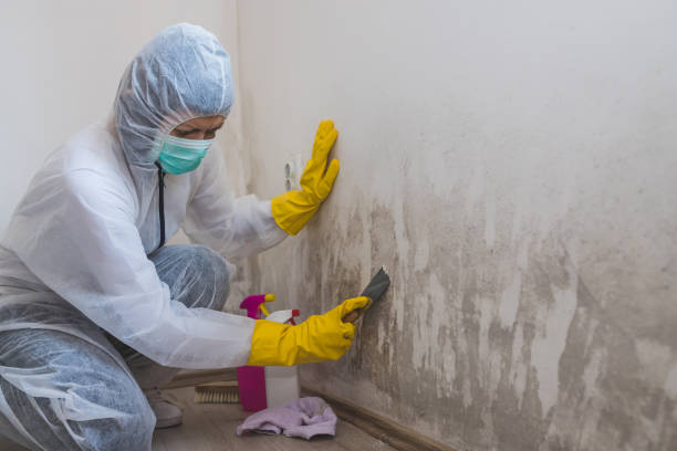 Best Mold Remediation Experts  in Farmville, NC