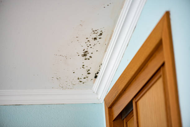 Best Mold Testing  in Farmville, NC