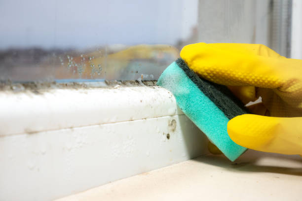 Best Attic Mold Removal  in Farmville, NC