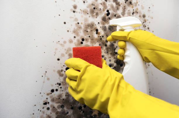 Best Same-Day Mold Removal  in Farmville, NC