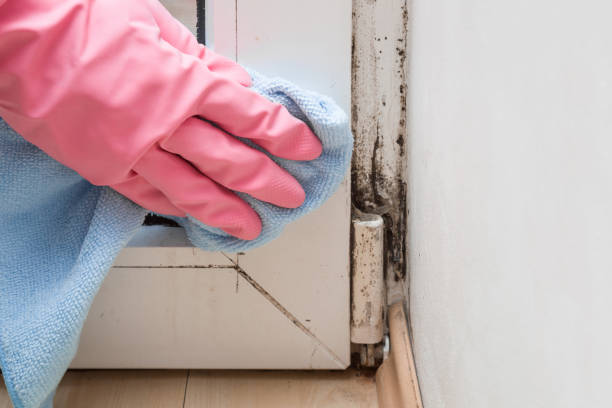 Best Professional Mold Removal  in Farmville, NC