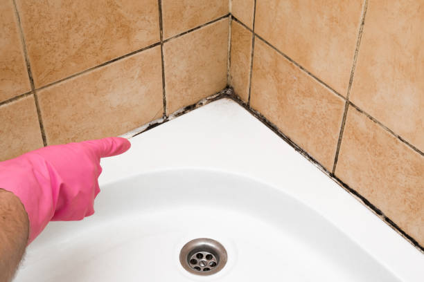 Office Mold Removal Services in Farmville, NC